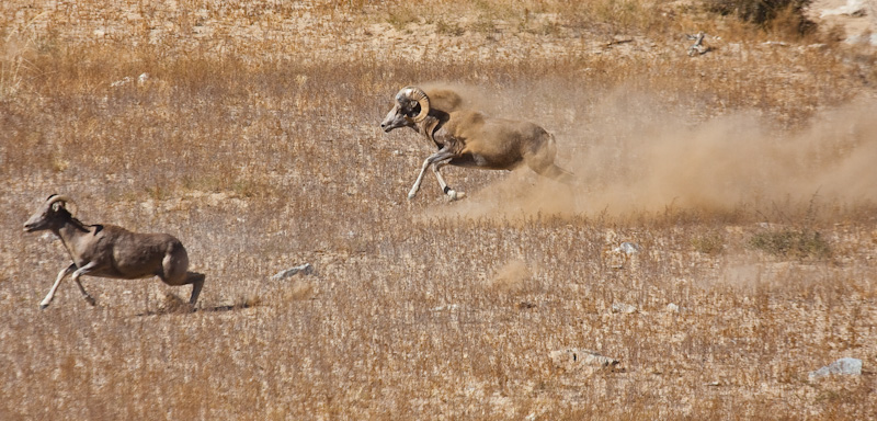 Running Argali